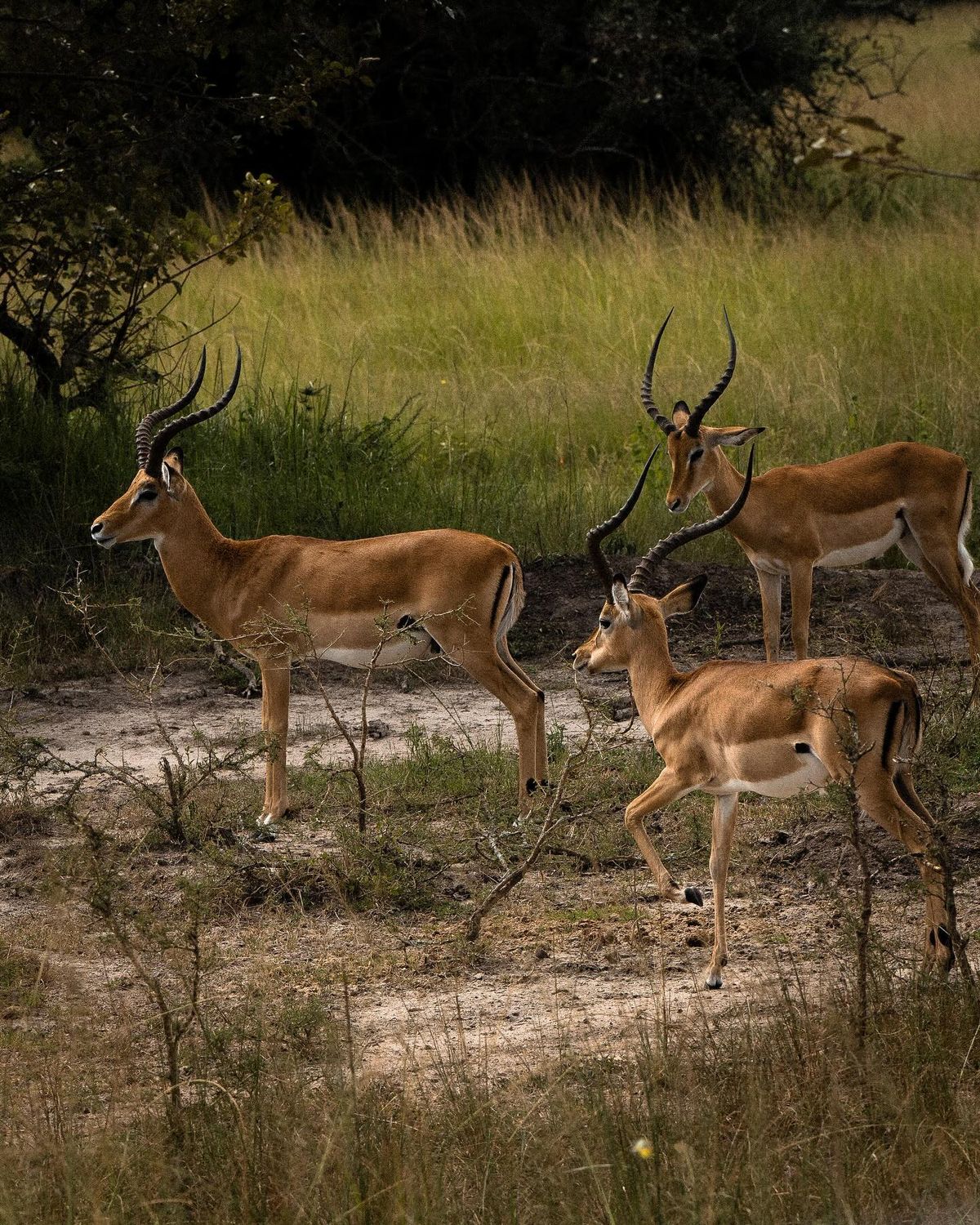 Akagera national park